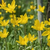 Alsace-biologisch-biodynamisch