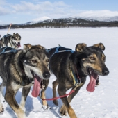 Polar2014-FjällrävenPolar