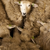 schapen-Almere-duurzame wol-schaapskooi-natuur-stad