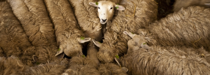 schapen-Almere-duurzame wol-schaapskooi-natuur-stad