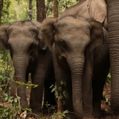 vrijwilligerswerk-thailand