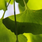 ginkgo-hersenen