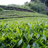 Mariko-Tea-Plantation-theeplantage-thee-najaar