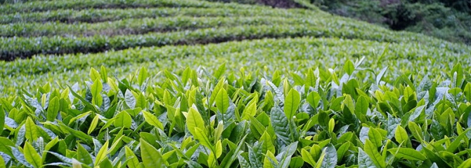 Mariko-Tea-Plantation-theeplantage-thee-najaar