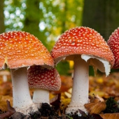 vereniging-homeopathie-nieuw-website-paars-oranje-webshop