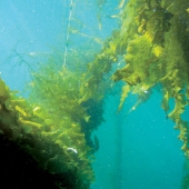 zeewier
