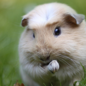 cavia-voer-bio