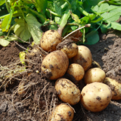 aardappels-aardolie-boek