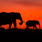 afrika