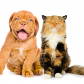 yarrah-honden-katten-voer-biologische-placebo-vrij