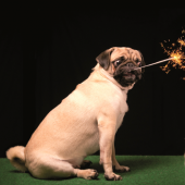 bach-dieren-vuurwerk