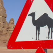 Jordanie-kameel