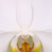 biologische bloemen