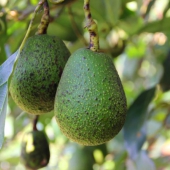 avocado-olie