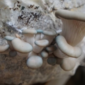 paddenstoelen