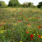 natuurbegraven