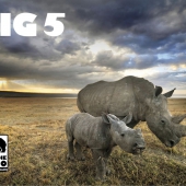 save the rhinos