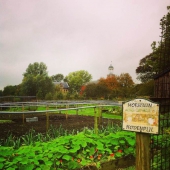 moestuin