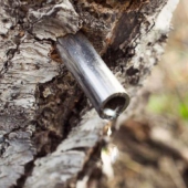 Birch WTR