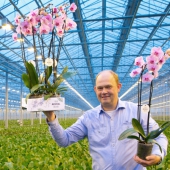 orchidee