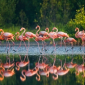 wildlife film festival