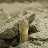 asperge uit de grond