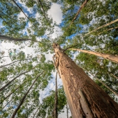 talking trees