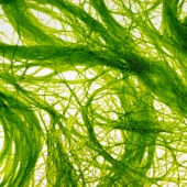 Chlorella