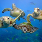 oceaanreservaat zeeschildpadden