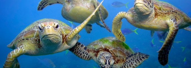 oceaanreservaat zeeschildpadden