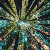 gezond worden in het bos