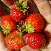 Aardbeien
