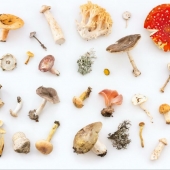 medicinale paddenstoelen