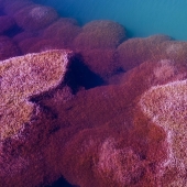 Astaxanthine, ken jij deze krachtige antioxidant al