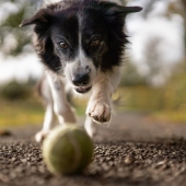 Zo kies je de beste spullen voor je hond