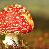 De gezondheidsvoordelen van geneeskrachtige paddenstoelen