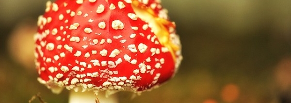 De gezondheidsvoordelen van geneeskrachtige paddenstoelen