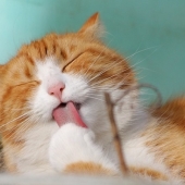 De keuze tussen vers vlees en natvoer voor katten