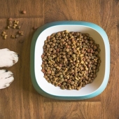 Het belang van goed voer voor je hond of kat