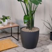 Groene vingers Tips voor het verzorgen van de Strelitzia