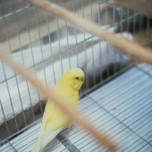 Waarom een vogel als huisdier aan een betere wereld bijdraagt