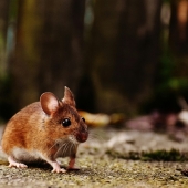 Ongediertebestrijding De natuur biedt het