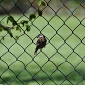 Toepassingen van tuingaas in de tuin