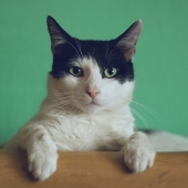 Beste kattenverjager