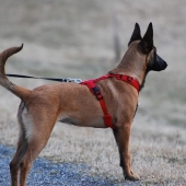 Beste y-tuig hond