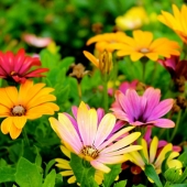 Verduurzaam je tuin tips voor een groene toekomst