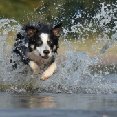 Beste waterblazer hond