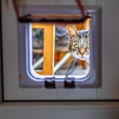 Beste kattenluik