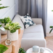 Een groener interieur Zo doe je het