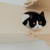 Beste kattenbak